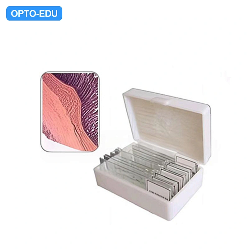 A35.3690-A Plastic Prepared Slide
